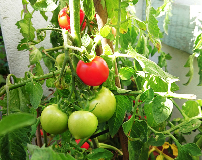 Home Grown Tomatoes - Gallery Image
