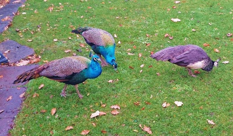 Peacocks at Quex Park, Birchington-on-Sea - Gallery Image
