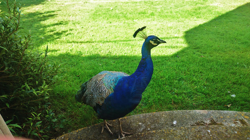 Peacocks at Quex Park, Birchington-on-Sea - Gallery Image